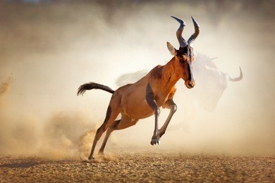 red hartebeest running in dust - alcelaphus caama -  kalahari desert -  south africa