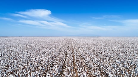 cotton crop with blue sky and beautiful horizon