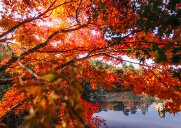 japanese garden and  fall colorful in kyoto city autumn