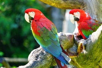 two colorful red, blue and green parrot birds on a tree