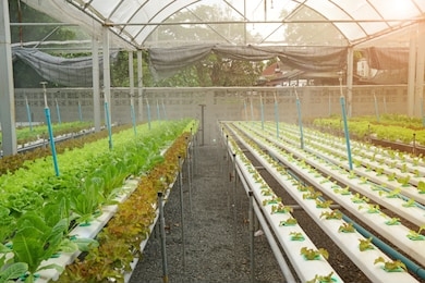many organic fresh green hydroponics vegetables or soilless culture at hydroponics vegetables cultivation farm - is popularly used to make vegetables salad - modern farming