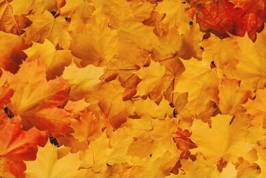 autumn background of orange yellow maple leaves lying on the surface. flat lay, top view with copy space