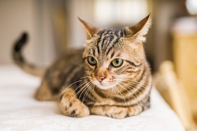 beautiful short hair cat lying on the bed at home