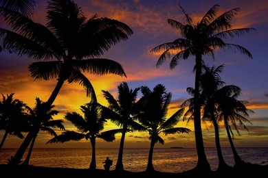 sunset silhouette with coconut palms and guitar player.