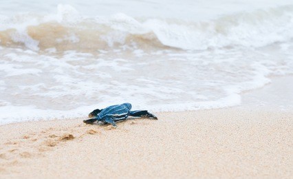 newly hatched baby turtles crawl to the surf. shallow depth of field