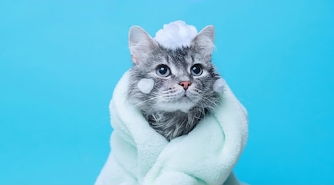 funny wet gray tabby cute kitten after bath wrapped in green towel with big eyes. just washed lovely fluffy cat with soap foam on his head on blue background.