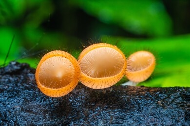 魔法 森林 颜色 可爱 真菌 顶部 树皮 草 季节 木材 木材 关闭 蘑菇 组 宏 绿色 天然 毒药 自然 桦木 树 棕色 孢子 奇怪 橙色 苔藓 特写镜头 背景 工厂 接地 雨林 秋天 伞菌 野性 色彩缤纷 阀杆