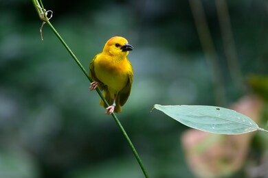 the eastern golden weaver (ploceus subaureus) is a species of bird in the family ploceidae. it is found in eastern and south-eastern africa.