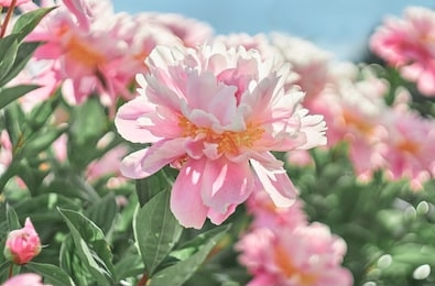 peonies flower bloom on background of blurry peonies in peonies garden. spring flower peonies.                  
