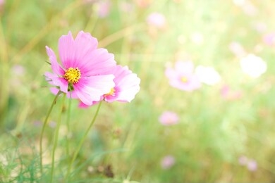 close up of cosmos bipinnatus, garden cosmos or mexican aster in natural habitat with soft sunlight in the morning. pink flowers blooming in the garden. nature background and pink flowers. copy space.