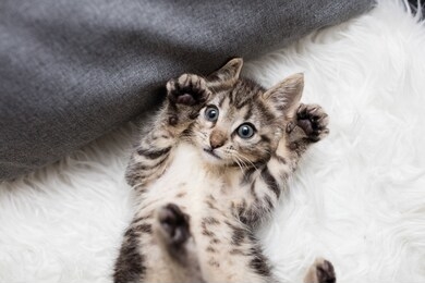 playful brown tabby kitten cat with paws up and belly exposed