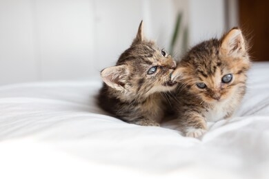two brown tabby cats kittens playing and fighting biting on white bed