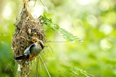 silver-breasted broadbill (serilophus lunatus) feeding baby in the nest