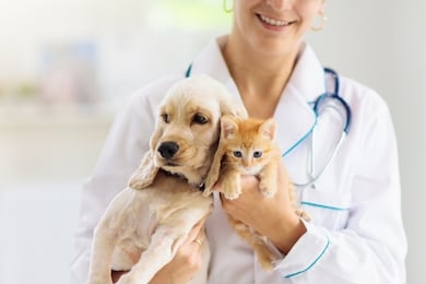 vet examining dog and cat. puppy and kitten at veterinarian doctor. animal clinic. pet check up and vaccination. health care.