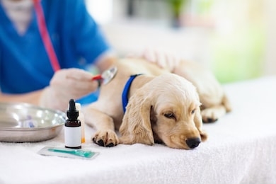 vet examining dog. puppy at veterinarian doctor. animal clinic. pet check up and vaccination. health care.