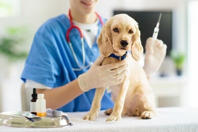vet examining dog. puppy at veterinarian doctor. animal clinic. pet check up and vaccination. health care for dogs.