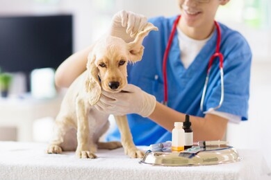 vet examining dog. puppy at veterinarian doctor. animal clinic. pet check up and vaccination. health care for dogs.