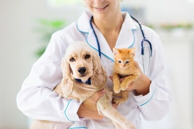 vet examining dog and cat. puppy and kitten at veterinarian doctor. animal clinic. pet check up and vaccination. health care.