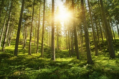 sunlight in the green forest
