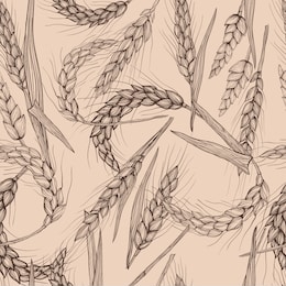 vector hand drawn wheat ears seamless pattern.
farm field illustration.for packing.bunch of grain barley.banner design. barley illustration in vintage style.wheat ,granule, kernel,corn,rye,barley,oats
