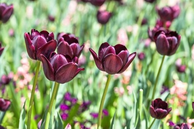 dark purple tulips - close-up view of a bunch of dark purple tulips blooming in a flower field under bright spring sunlight. colorado, usa.
