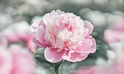 pink flower peonies bloom in summer garden on blurry pink peonies flower background. nature.              