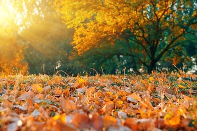 beautiful glade and trees in the autumn forest, bright sunset and landscape in fall season