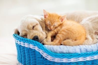 cat and dog sleeping together in a basket. kitten and puppy taking nap. home pets. animal care. love and friendship. 