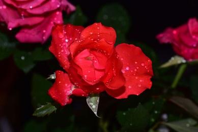 very pretty rose close up in my garden