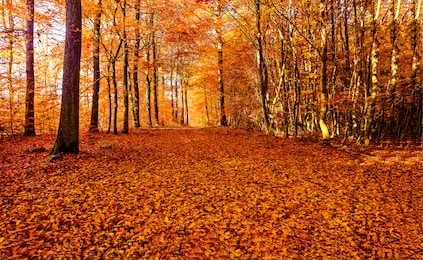 autumn forest road leaves view