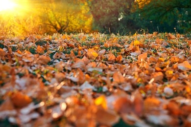 beautiful glade and trees in the autumn forest, bright sunset and landscape in fall season