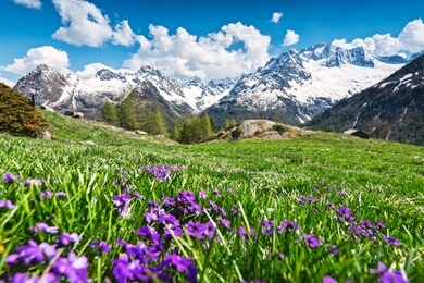 flowers in malenco valley, sondrio province, lombardy district, valtellina, italy, europe