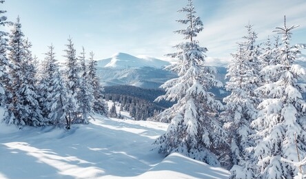 splendid alpine scenery in winter. fantastic frosty morning in forest. snow-cowered pine trees under warm sunlight. fantastic mountain highland. amazing winter background. wonderful christmas scene