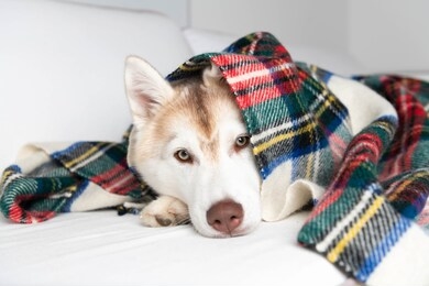 white and copper colored siberian husky puppy laying on white sofa under christmas blanket
