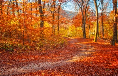 pathway in the forest at autumn