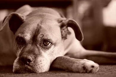 old dog staring at camera in sepia