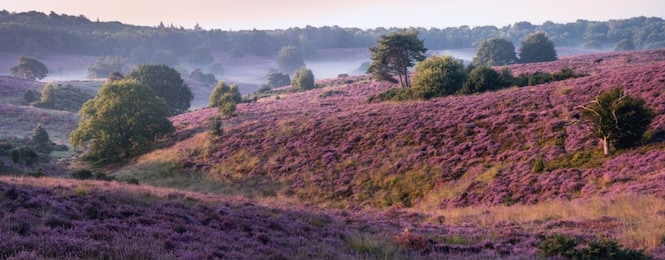 blooming heather field in the netherlands national park veluwezoom, purple hills of the posbank, blooming flower fields in august