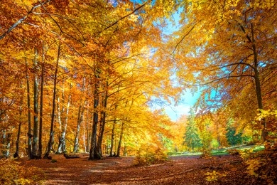 sunny day in autumnal forest, yellow orange trees. real landscape of autumn