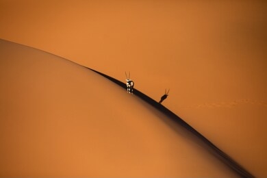 solitary oryx standing on a sand dune in sossusvlei desert during sunset on the edge of shadowy and light sand. sossusvlei, namibia.