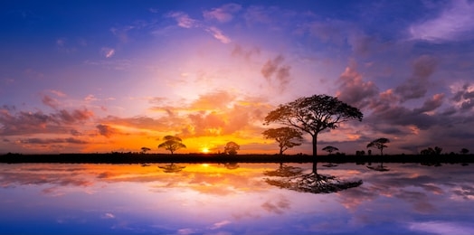 panorama silhouette tree in africa with sunset.tree silhouetted against a setting sun reflection on water.typical african sunset with acacia trees in masai mara, kenya.