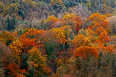 fall season in the italian bush with its warm colors 