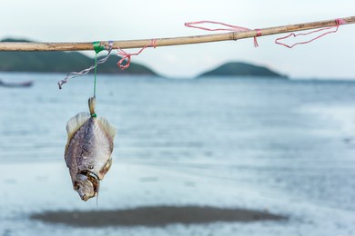dried fish for 
food preservation
