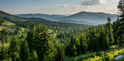 beautiful sunset view in cedar forest in front of sayan mountain range, ergaki national park, krasnoyarsk region, siberia, russia 