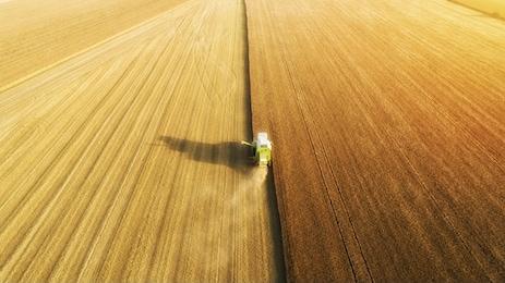 aerial view of combine harvester harvesting wheat. beautiful wheat field at sunset. combine harvester working on the large wheat field.