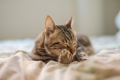 beautiful short hair cat lying on the bed at home