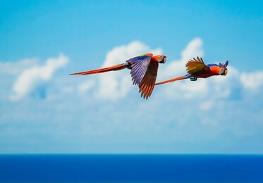 a mating pair of scarlet macaws fly joyfully over the ocean near carate on the osa peninsula in costa rica.  fluffy clouds in the blue sky provide an interesting background.

