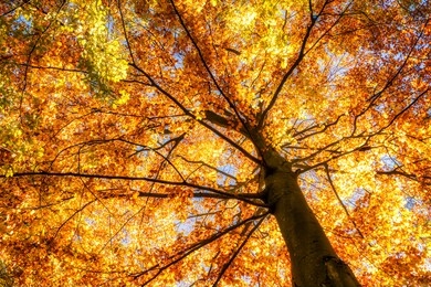 beautiful autumn foliage in october