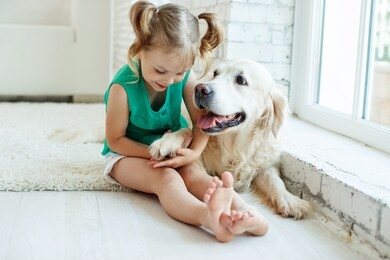 a child with a dog. girl with a labrador at home. 