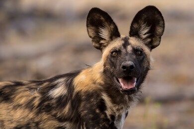 wild dog portrait from africa