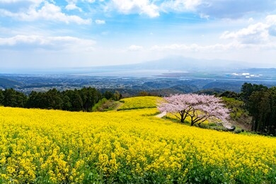 scenery from cherry blossoms, rape blossoms and shirakimine plateau